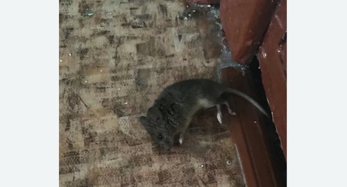 Дезинфекция от мышей в Березовском